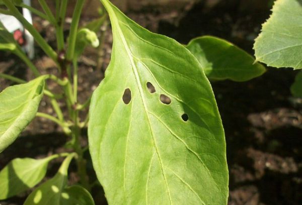 Bệnh hại cây tiêu