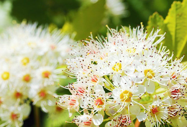 Floraison à bulles