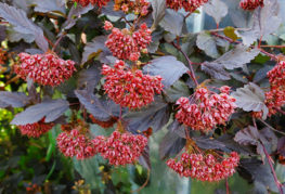 Vessie à feuilles de calice (à feuilles rouges)