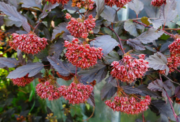 Vessie à feuilles de calice (à feuilles rouges)