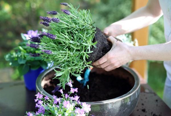 Planter de la lavande dans un pot