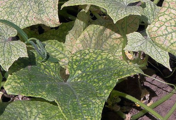 Nématodes gauloises sur feuilles