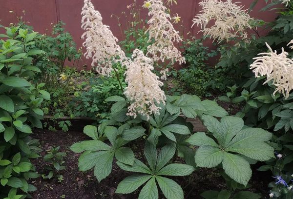 Rogers dans le jardin