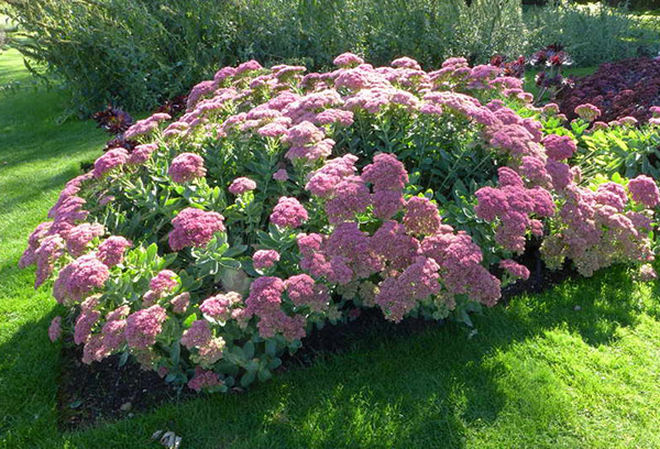 Sedum nổi bật