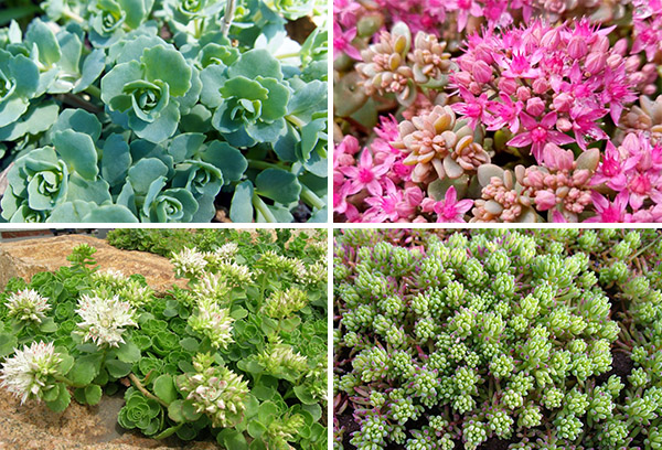 Différents types de sedum