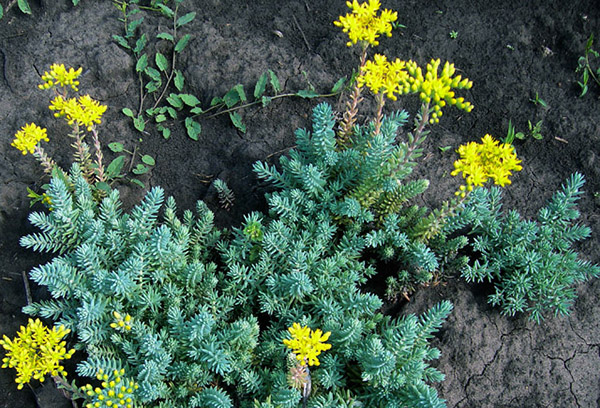 Stonecrop ra hoa