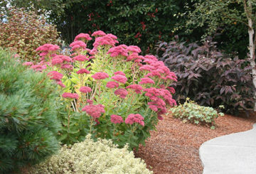 Sedum nổi bật trong thiết kế cảnh quan