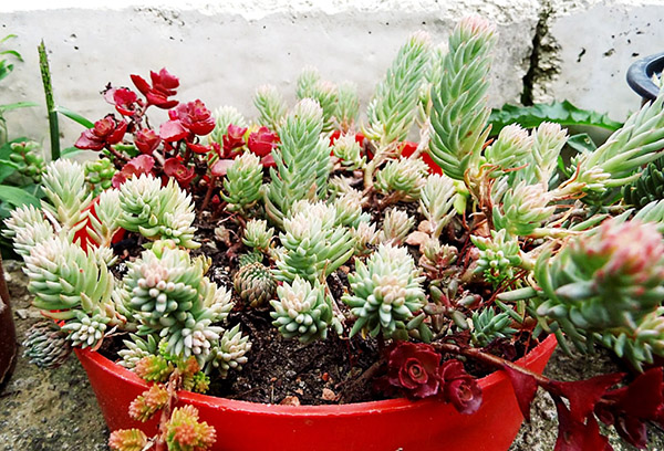 Thành phần Sedum