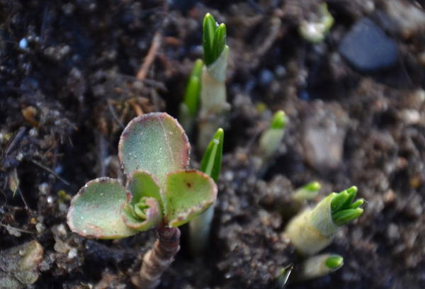 Sedum pousse