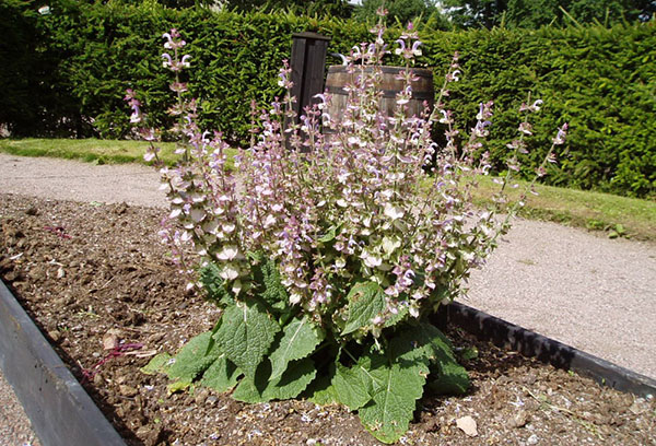 Buisson de sauge sclarée