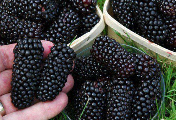 Gros fruits de mûrier