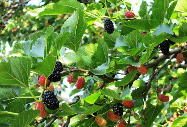 Mûrier à fruits