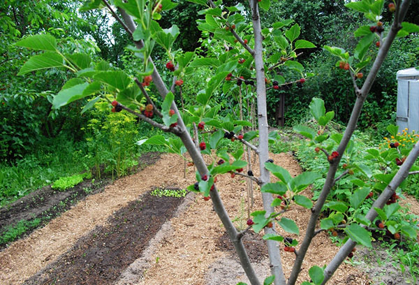 Le jeune mûrier commence à porter ses fruits