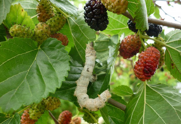 Chenille sur mûrier