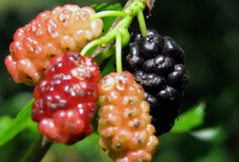 La maturation des fruits du mûrier