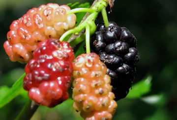 La maturation des fruits du mûrier