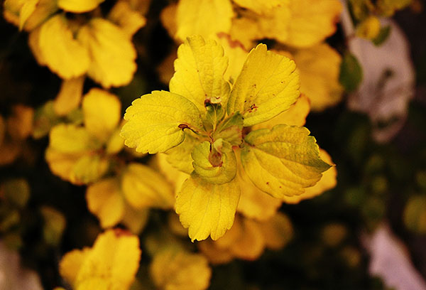 Spirea Thor Gold