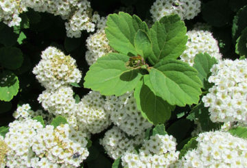 Birch spirea