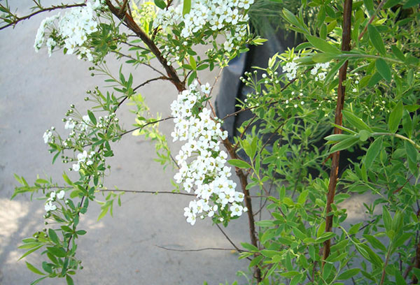 Spirea hoa Grefsheim