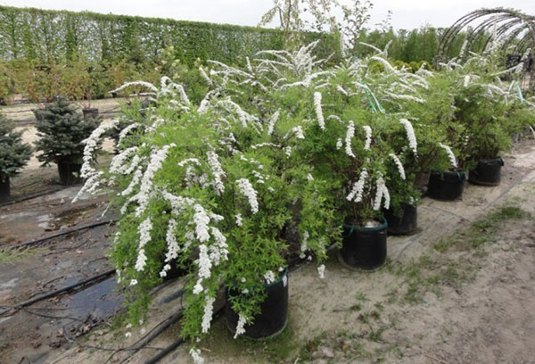 Cây giống Spirea Grafsheim