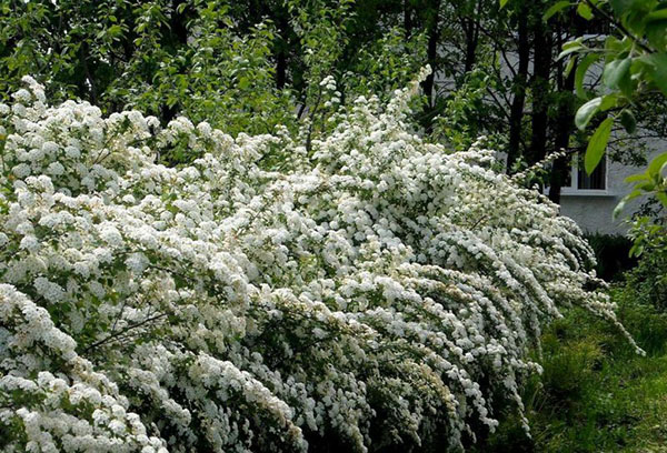 Floraison luxuriante de spirée grise