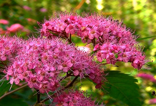 Spirée japonaise en fleurs