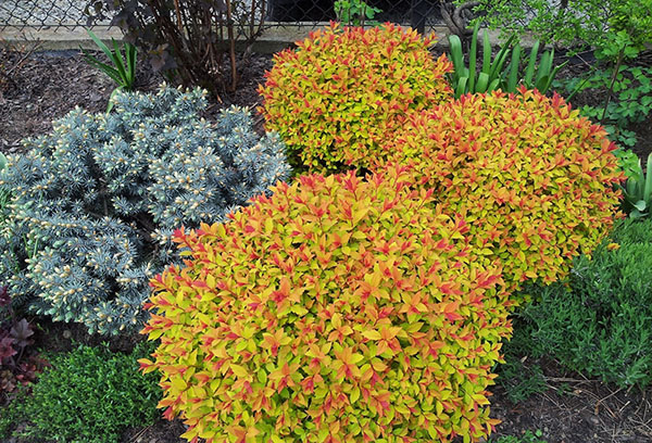 Spirea Nhật Bản