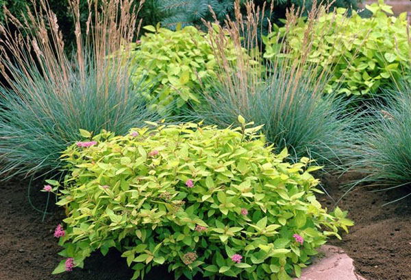 Spirée dans la conception de jardin