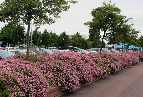 Spirée dans le design urbain