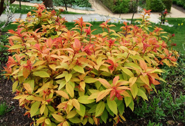 Spirea Goldflame