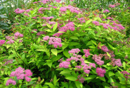 Hoa Nhật Bản spirea