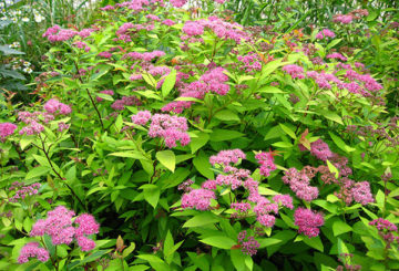 Spirée japonaise en fleurs