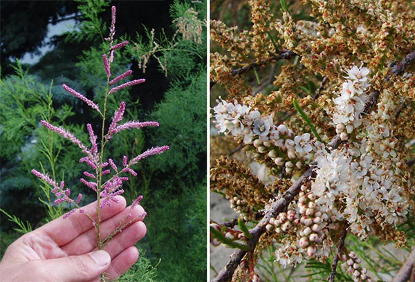 Espèces de Tamarix