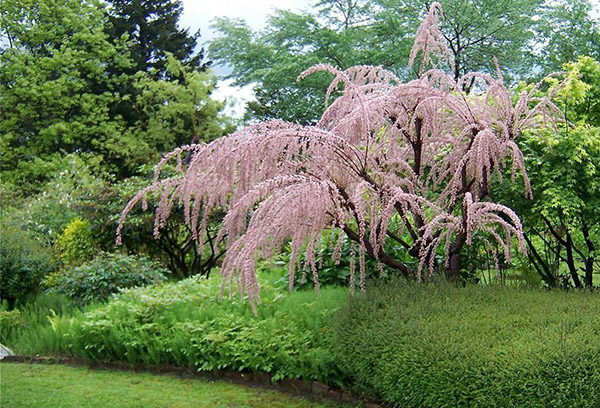 Tamarix en fleurs