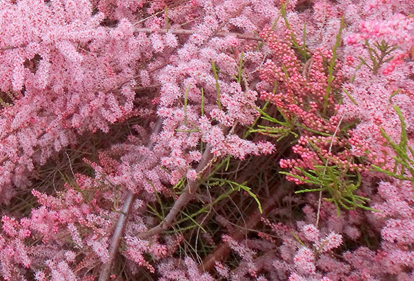 Tamarix en fleurs luxuriantes