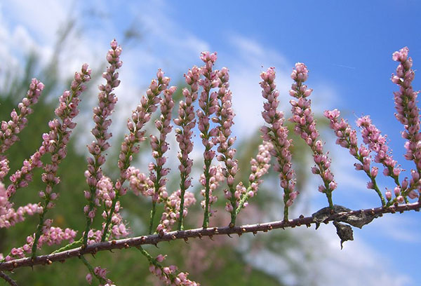 Fleur de Tamarix