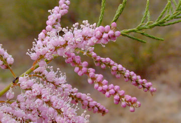 Fleurs de Tamarix