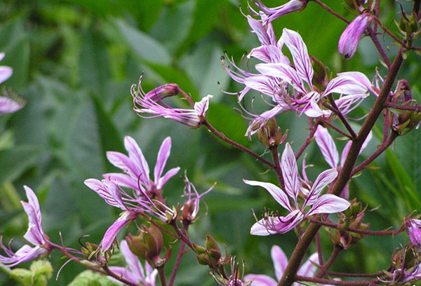 Fleurs du buisson ardent