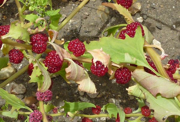 Maladies des plantes