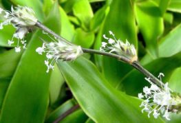 Moustache dorée en fleurs