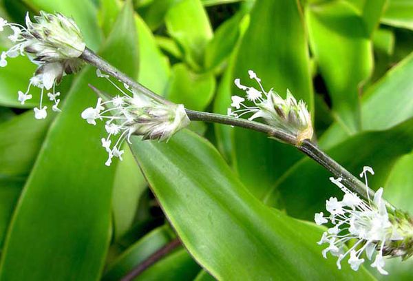 Moustache dorée en fleurs