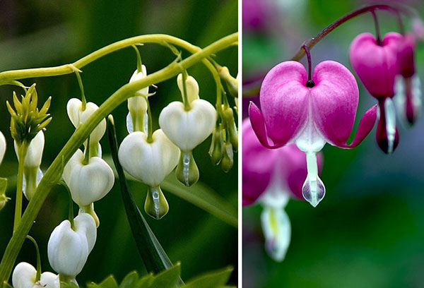 Différentes variétés de dicentra