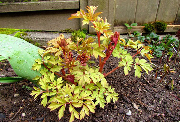 Dicentra en automne