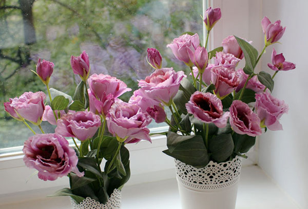 Eustoma sur le rebord de la fenêtre