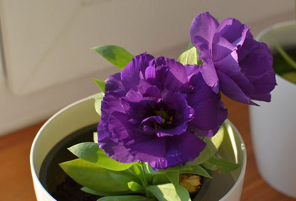 Eustoma (lisianthus)