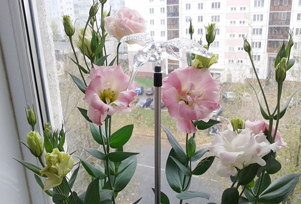 Lisianthus en fleurs sur le rebord de la fenêtre