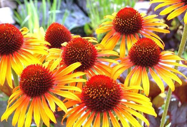 Echinacea với hoa màu vàng