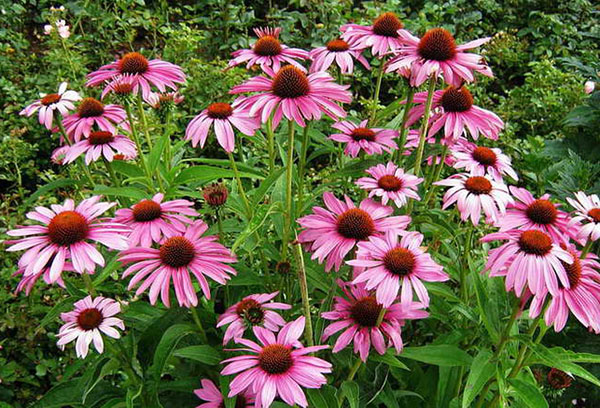 Echinacea purpurea