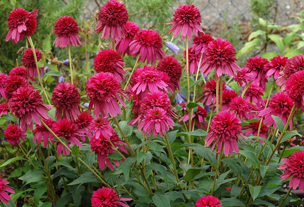 Varietal Echinacea