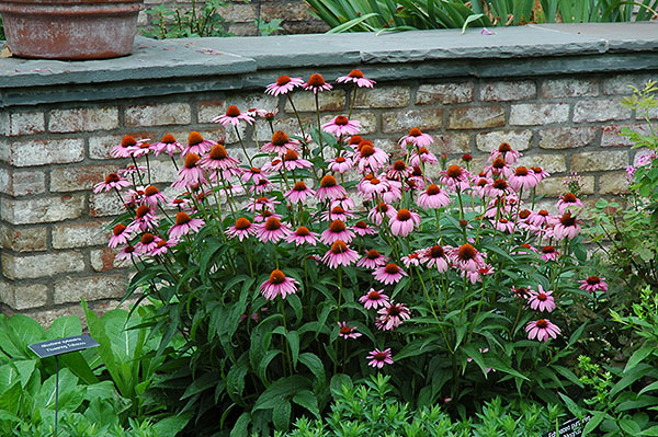 Échinacée en fleurs